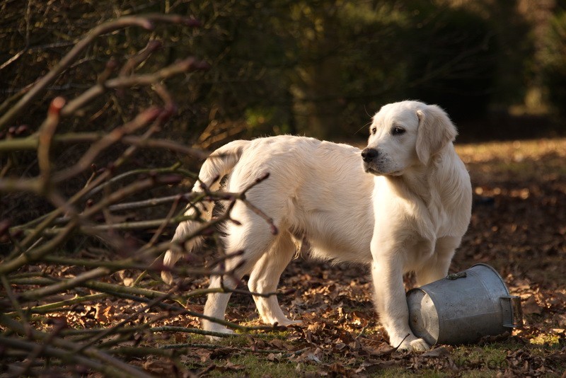 Max the gardener de la Hêtraie de Berny