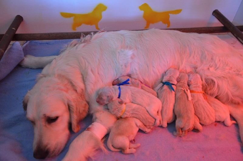 Chiots de HAPPY 2015