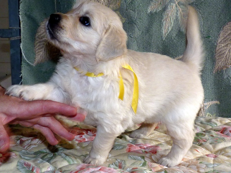 Chiots d'Ever
