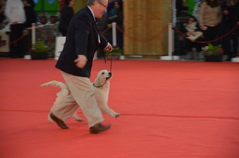 Mia PARIS DOG SHOW 2017